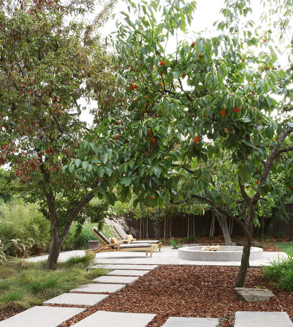 Backyard Orchard Layout
 Orchard Contemporary Patio San Francisco by