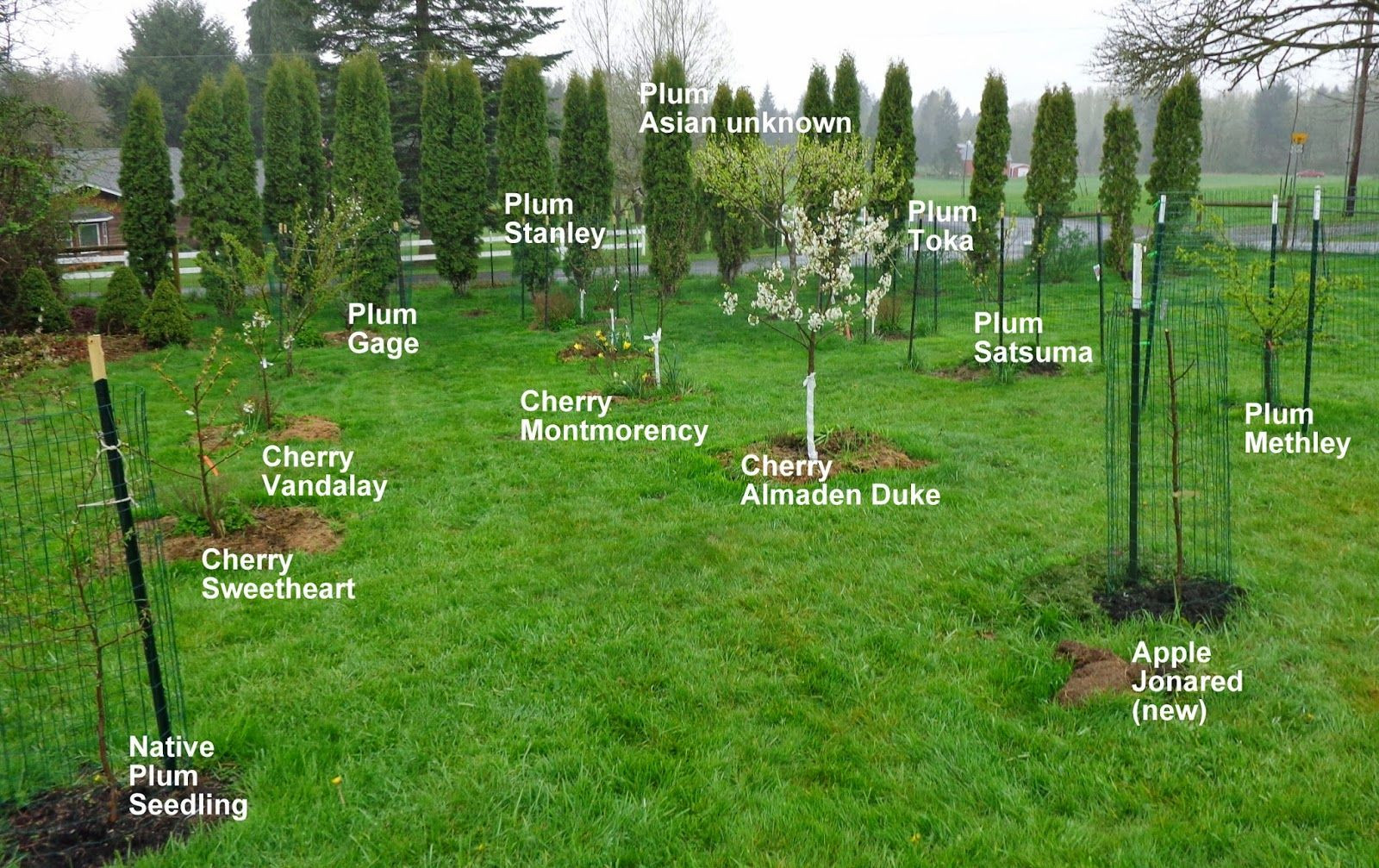 Backyard Orchard Layout
 Growing Greener in the Pacific Northwest Home Orchard