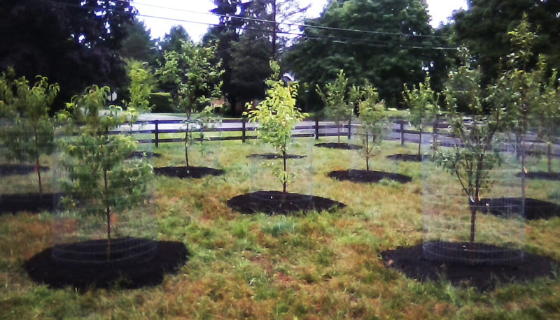 Backyard Orchard Layout
 Fruit Tree Orchard and Berry Patch Installation Natural