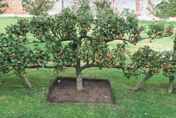 Backyard Orchard Layout
 17 Best images about Dwarf Fruit Trees on Pinterest