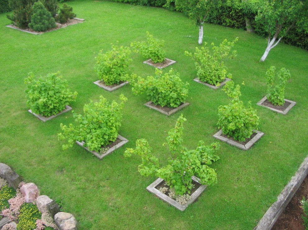 Backyard Orchard Layout
 Планировка плодово фруктового сада и огорода примеры и