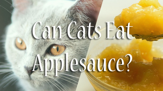 Can Cats Have Applesauce
 Can Cats Eat Applesauce