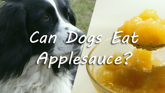 Can Cats Have Applesauce
 Can Dogs Eat Applesauce
