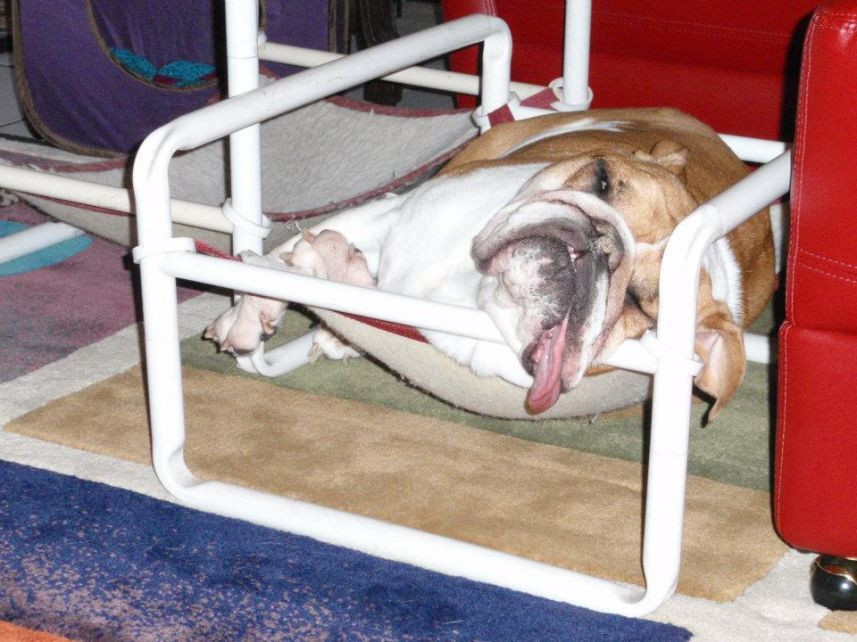 DIY Dog Hammock Bed
 bull dog on a pet hammock Dog Beds