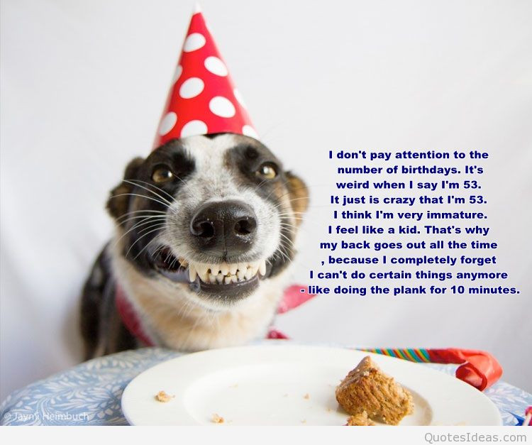 Funny Dog Birthday Wishes
 free happy birthday quotes