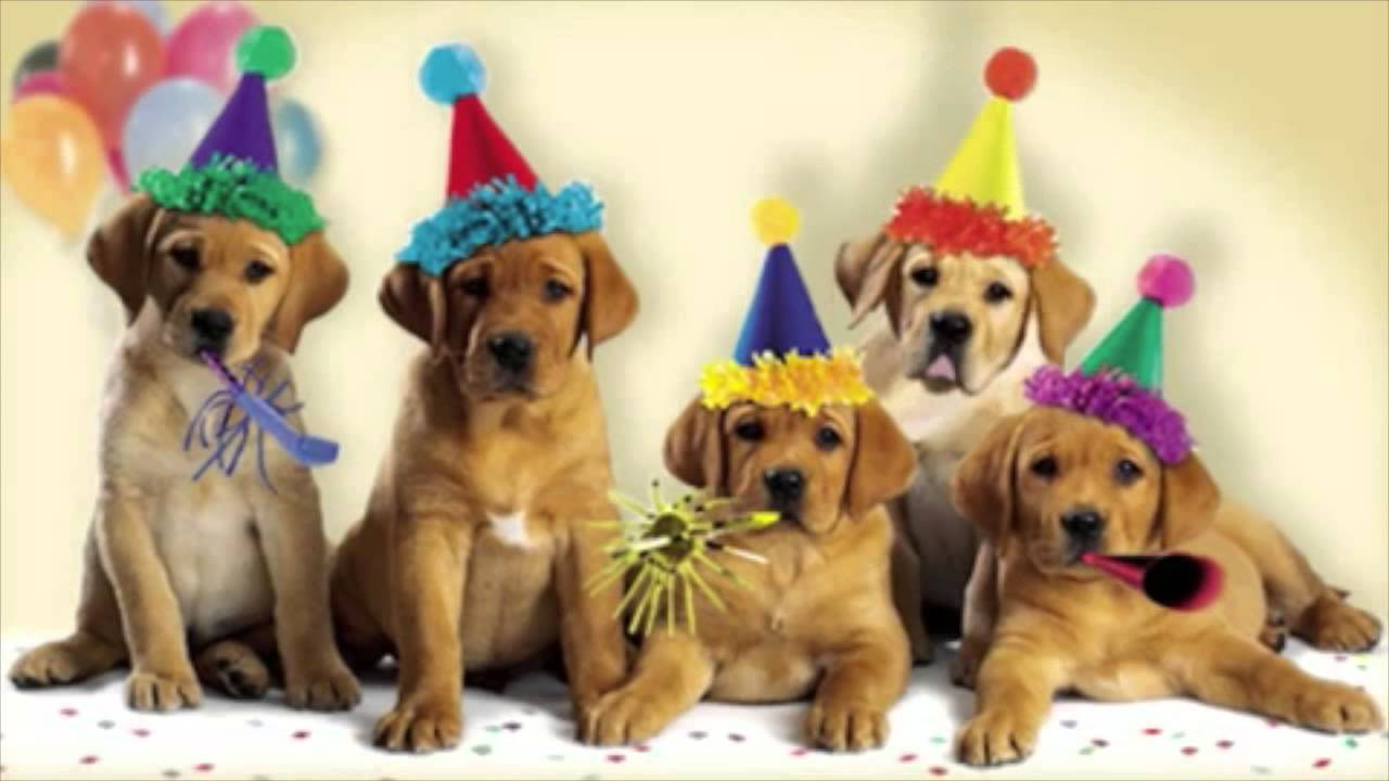 Funny Dog Birthday Wishes
 Happy Birthday Dogs Singing