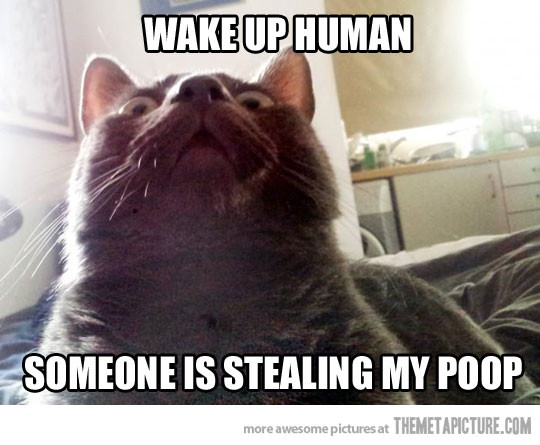 Funny Wake Up Quotes
 Quotes About Waking Up Cat QuotesGram