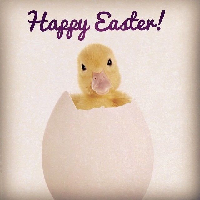 Happy Easter Quotes Funny
 Happy Easter s and for