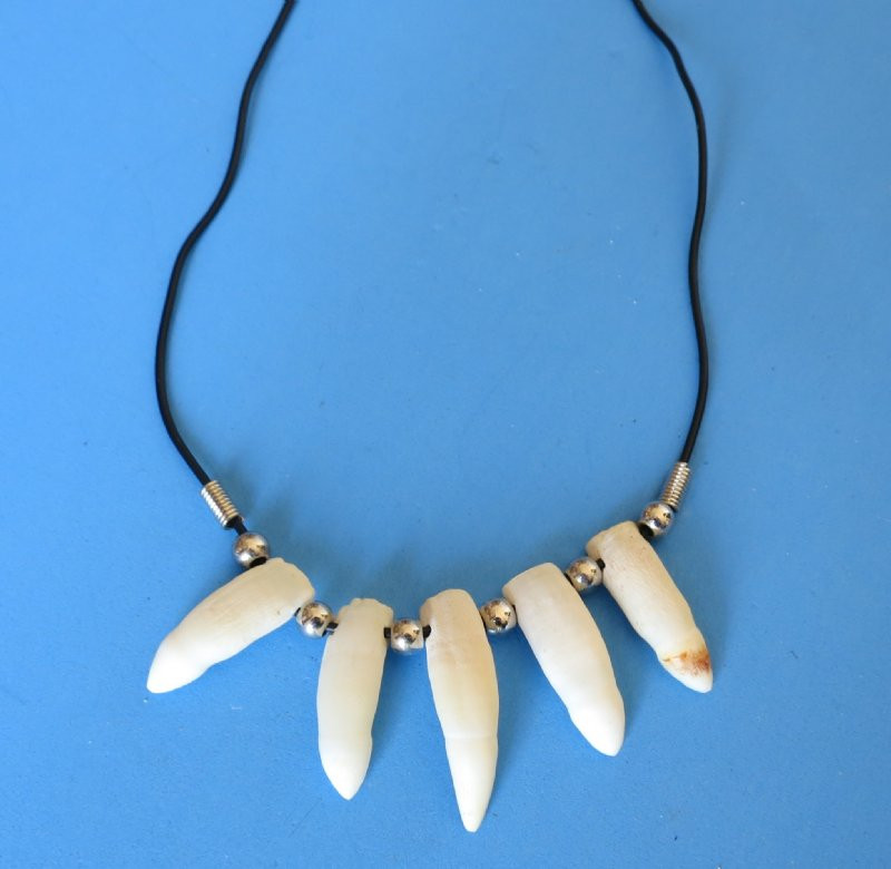 Alligator Tooth Necklace
 Wholesale alligator tooth necklace with 5 teeth