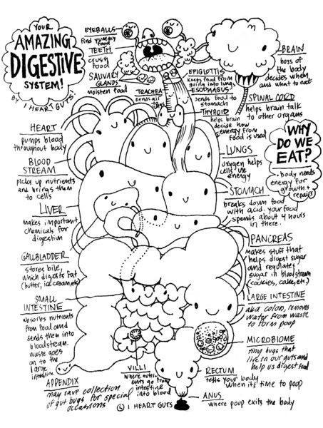 Anatomy Coloring Book For Kids
 Digestive System Coloring Page