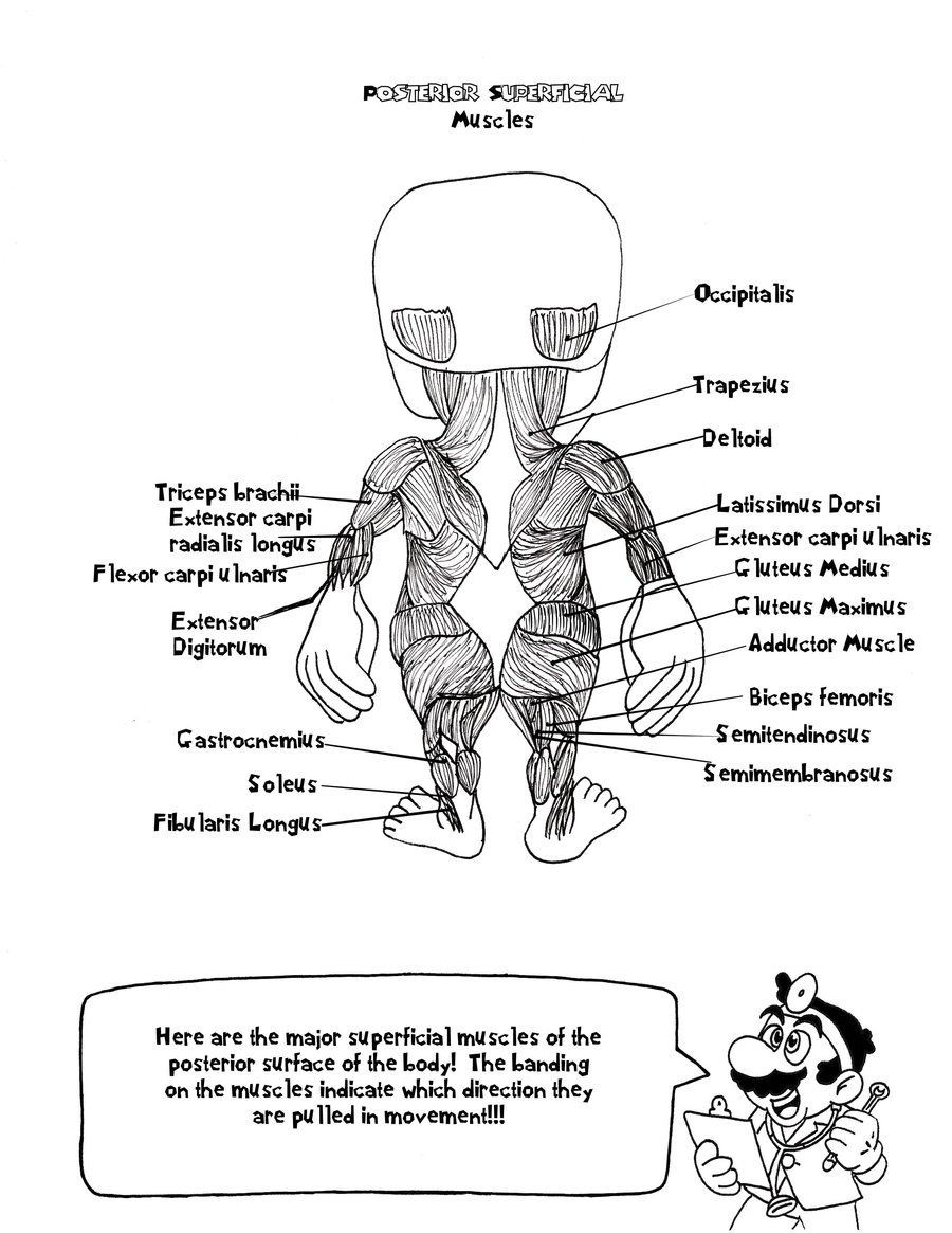 Anatomy Coloring Book For Kids
 Anatomy Coloring Pages For Kids Coloring Home