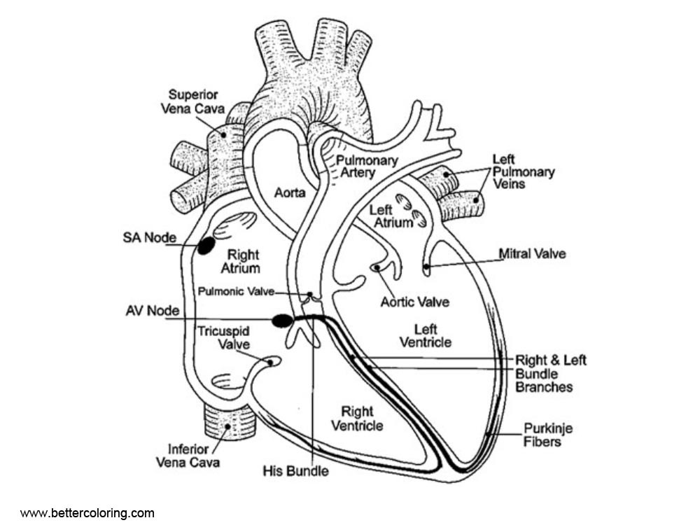 Anatomy Coloring Book For Kids
 Anatomy Coloring Pages The heart is a pump Free