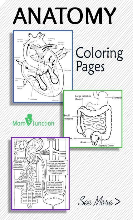 Anatomy Coloring Book For Kids
 FREE Printable Anatomy Coloring Pages Homeschool Giveaways