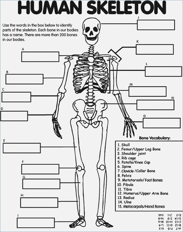 Anatomy Coloring Book For Kids
 Free Printable Skeleton Coloring Pages For Kids