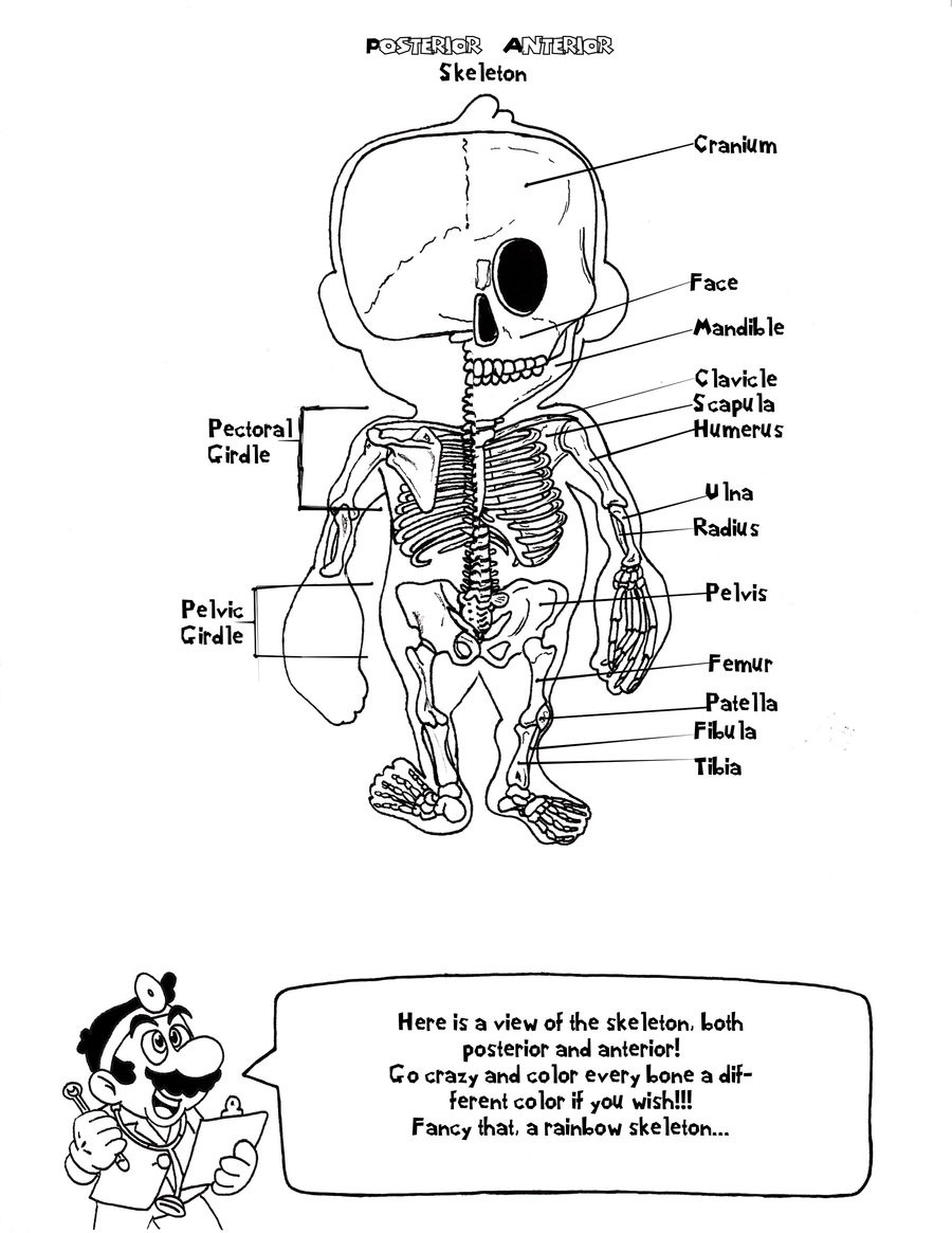 Anatomy Coloring Book For Kids
 Anatomy Coloring Pages For Kids at GetColorings
