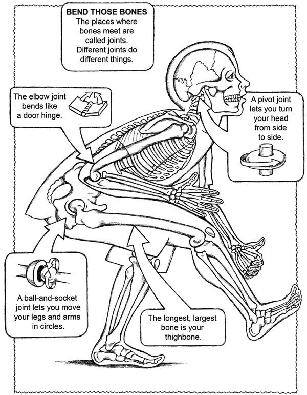 Anatomy Coloring Book For Kids
 Human Body Systems Coloring Pages Coloring Home