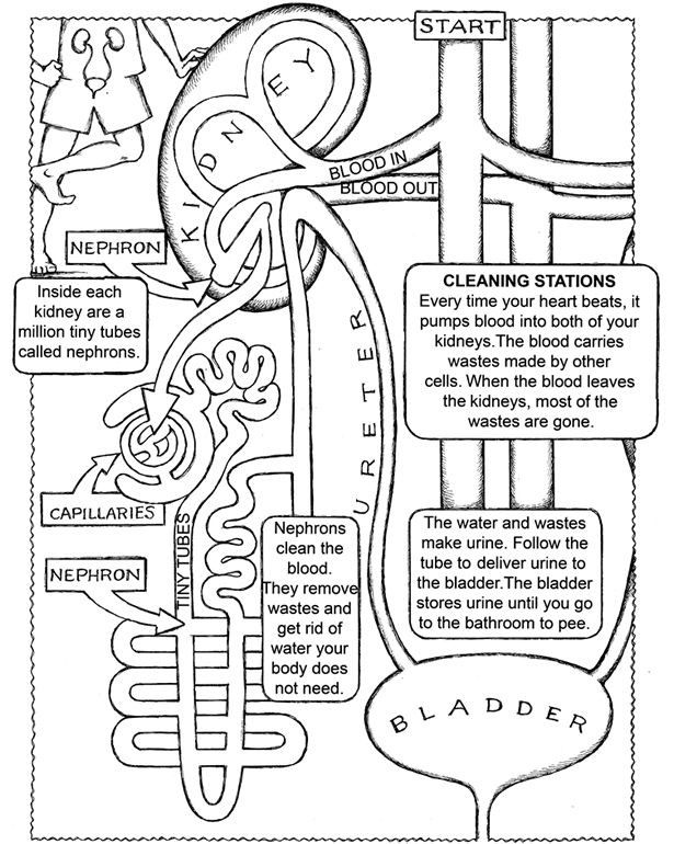 Anatomy Coloring Book For Kids
 Digestive System Blank Diagram For Kids Sketch Coloring Page