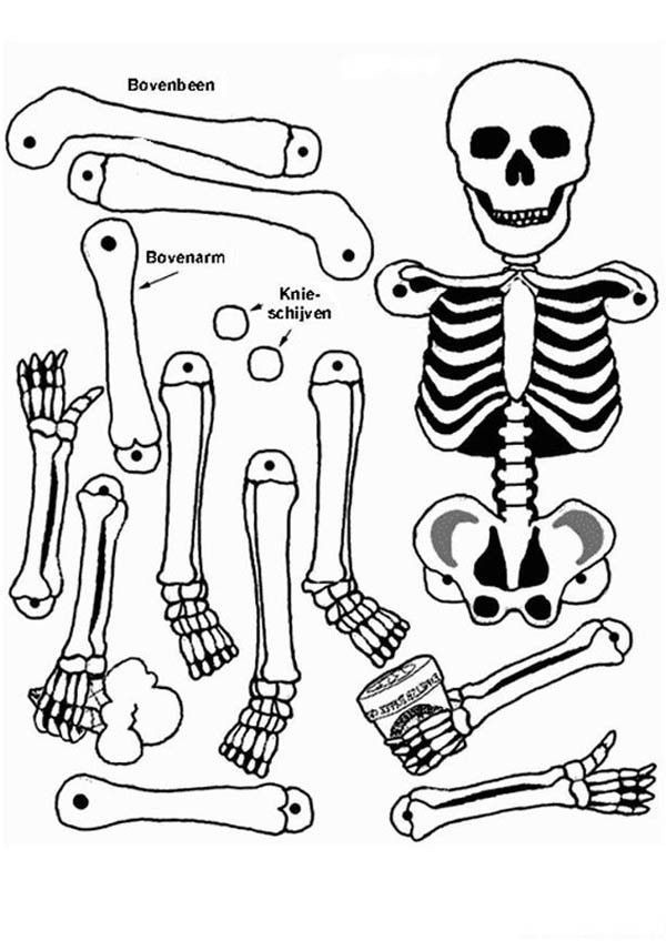 Anatomy Coloring Book For Kids
 Anatomy Coloring Pages For Kids Coloring Home