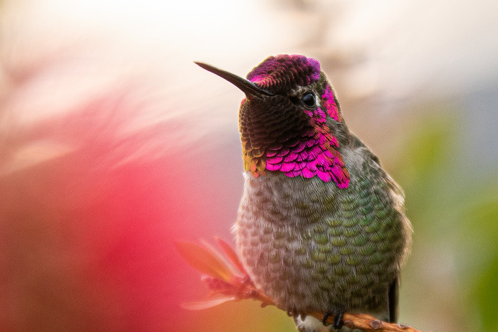 Anna's Beautiful Nails
 Anna s Hummingbird Jacob Pelley on Fstoppers