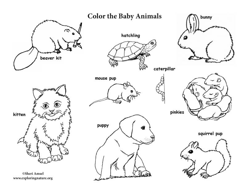 Baby Animal Coloring Book
 Baby Animal Labeled Coloring Page