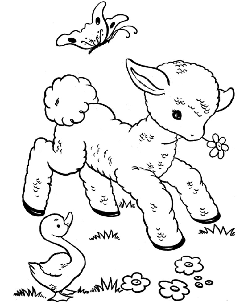 Baby Animal Coloring Page
 Kids Corner Veterinary Hospital Wexford wexford vets