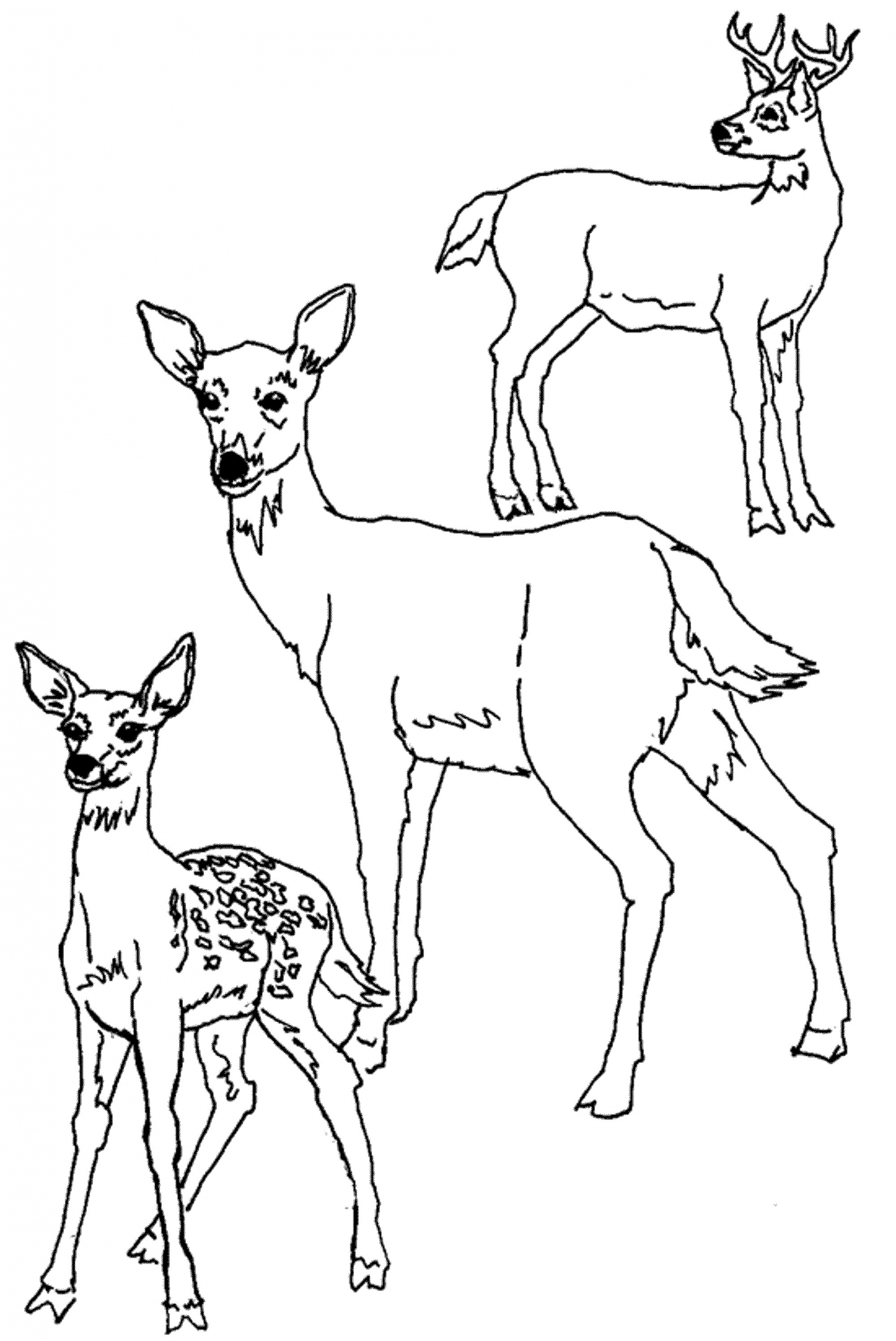 Baby Deer Coloring Page
 mother and baby deer coloring pages