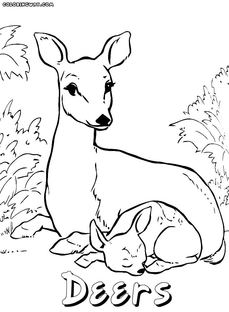 Baby Deer Coloring Page
 Deer coloring pages