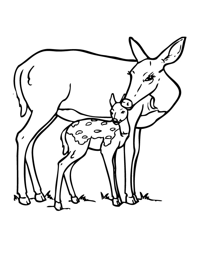 Baby Deer Coloring Page
 Free Coloring Pages Baby Deer Coloring Pages printable