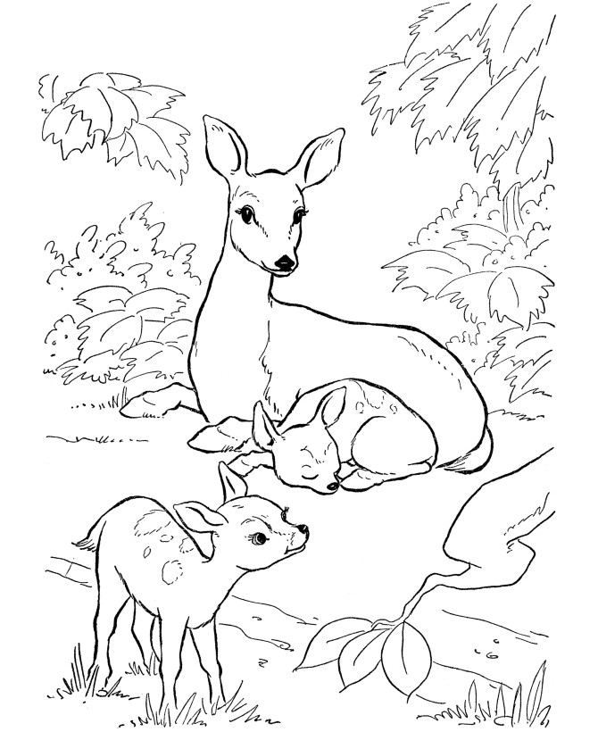 Baby Deer Coloring Page
 Free Printable Deer Coloring Pages For Kids