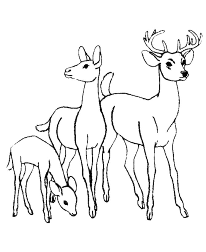 Baby Deer Coloring Page
 Baby Animals Coloring Pages To Kids