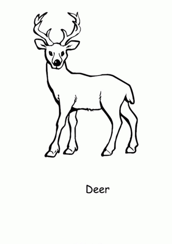 Baby Deer Coloring Page
 Baby Deer Coloring Page Coloring Home