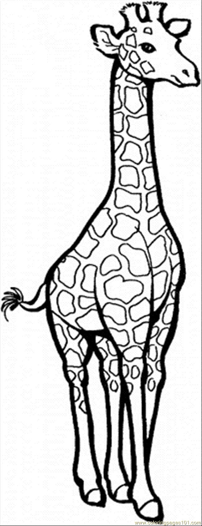 Baby Giraffe Coloring Page
 cute giraffe coloring pages