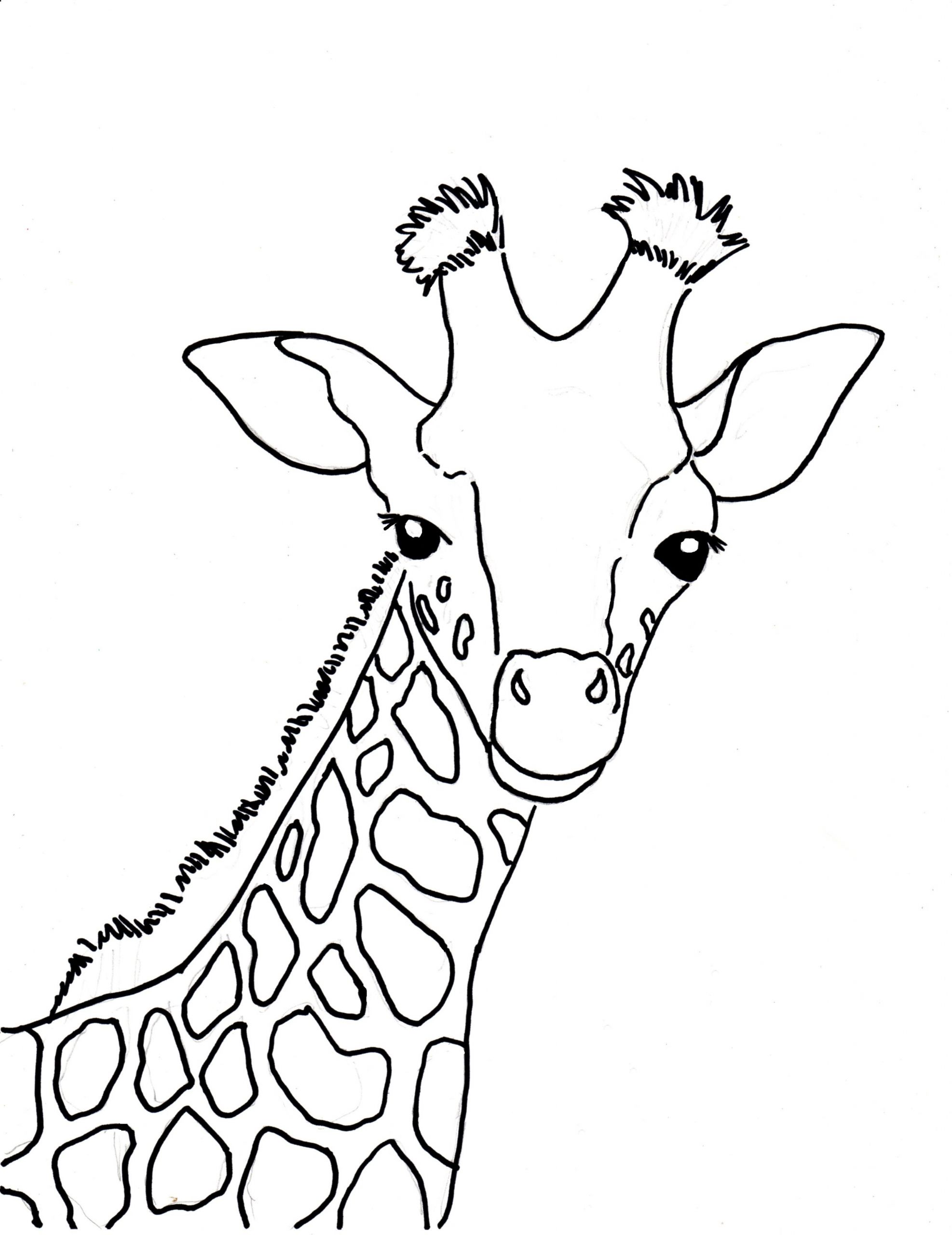 Baby Giraffe Coloring Page
 Baby Giraffe Coloring Page Samantha Bell