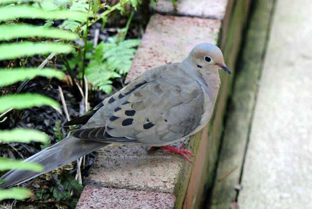 The Best Baby Mourning Dove Food Recipe - Home, Family, Style and Art Ideas