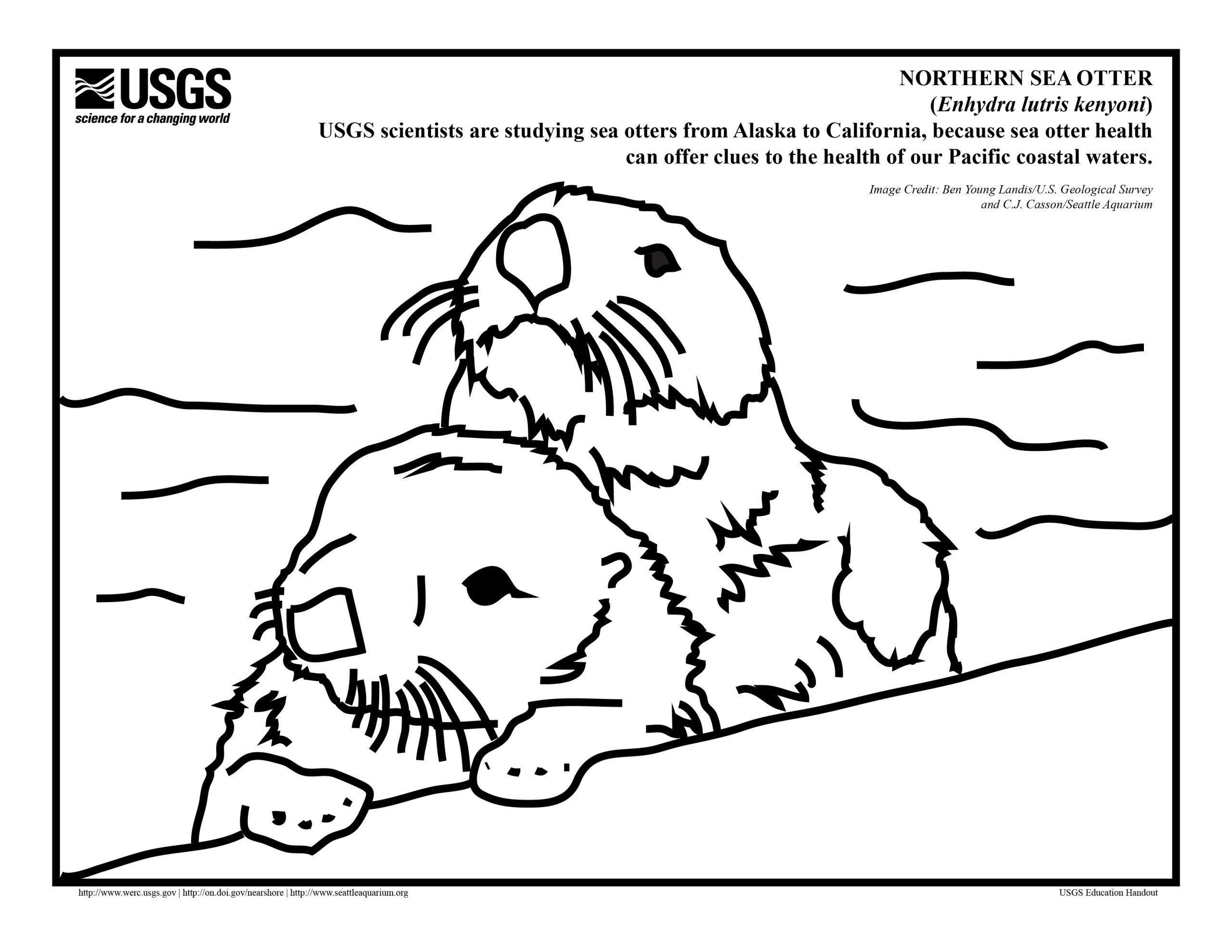 Baby Otter Coloring Pages
 River Otter Drawing at GetDrawings