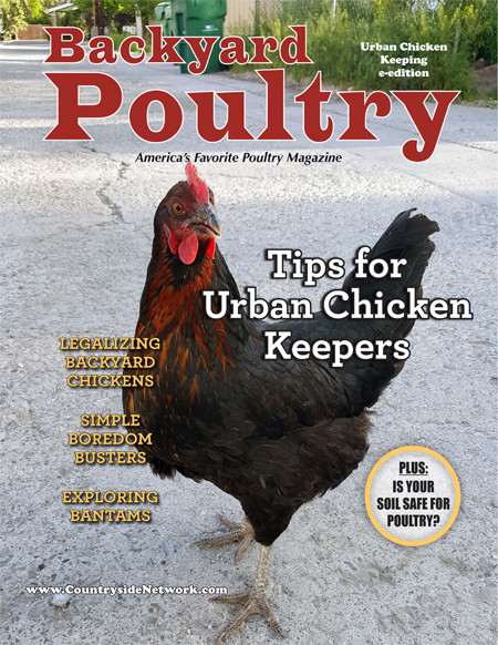 Backyard Chicken Magazines
 BYP Urban Chicken Keeping e edition Flip Book Backyard
