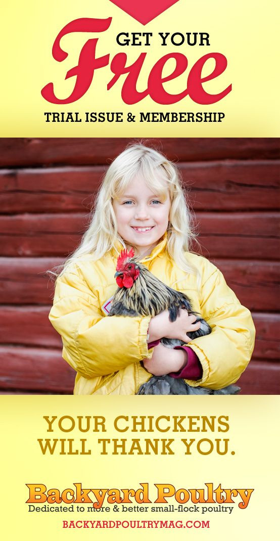 Backyard Chicken Magazines
 128 best Chicken Love images on Pinterest