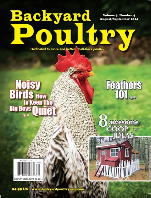 Backyard Chicken Magazines
 8 best Backyard Poultry Covers images on Pinterest