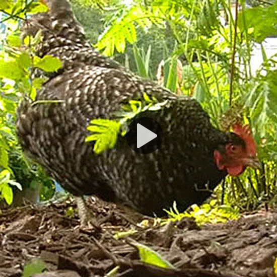 Backyard Chicken Magazines
 Backyard Chicken Tips Video Animals GRIT Magazine