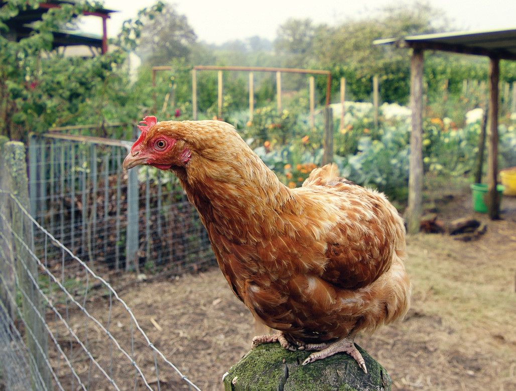 Backyard Chicken Magazines
 Backyard Chickens e Home to Roost — Penn State College
