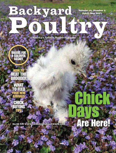 Backyard Chicken Magazines
 Adelaide Chicken Sitting Service Blog