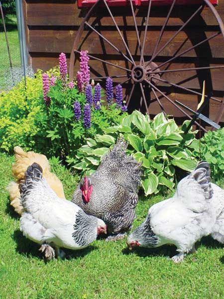Backyard Chicken Magazines
 Backyard Poultry Magazine