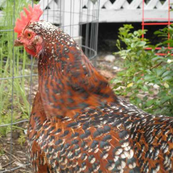 Backyard Chicken Magazines
 My Backyard Chicken Flock Farm Fresh and Frugal Blog