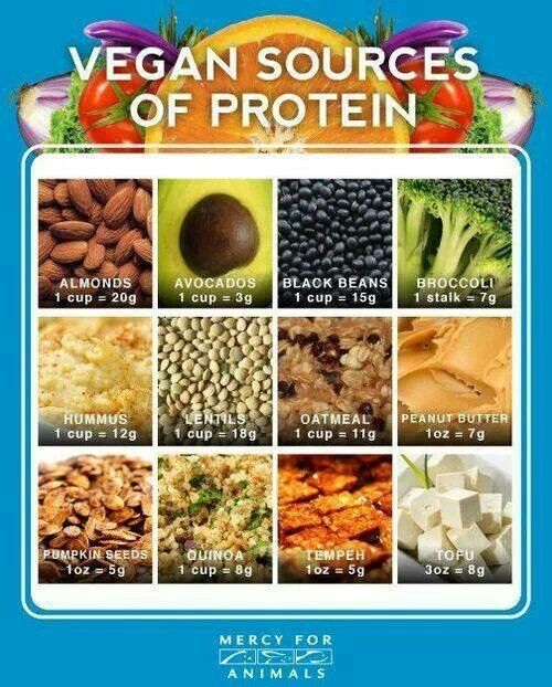 Best Protein Sources For Vegetarian
 Nutrition ly in Animal Based Foods