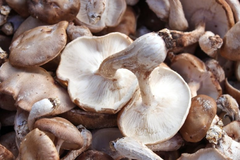 Best Way To Cook Shiitake Mushrooms
 Best Wild Mushrooms Recipes and Wild Mushrooms Cooking Ideas