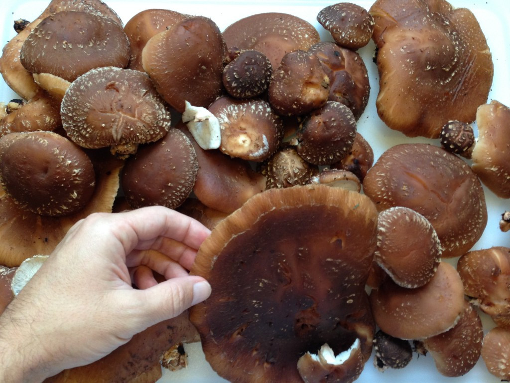 Best Way To Cook Shiitake Mushrooms
 The Best How to Cook Shiitake Mushrooms Best Recipes Ever