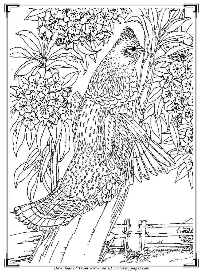 Bird Coloring Book For Adults
 Printable Birds Coloring Pages For Adults