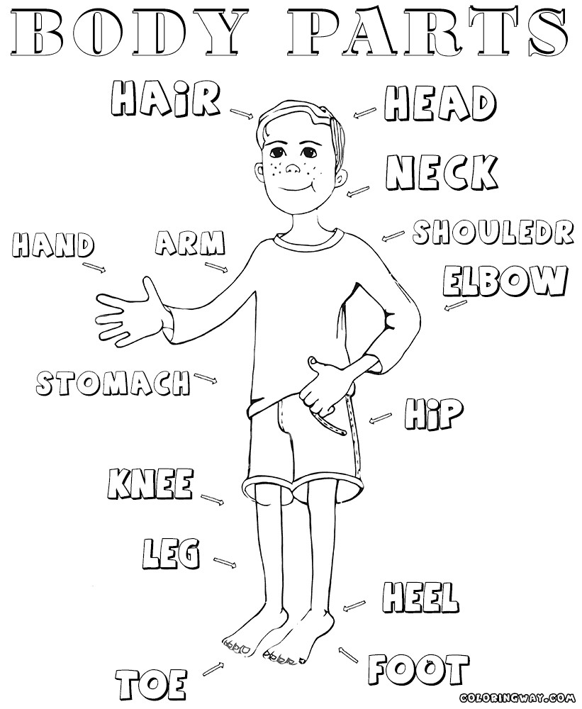 Body Parts Coloring Pages For Toddlers
 Body parts coloring pages