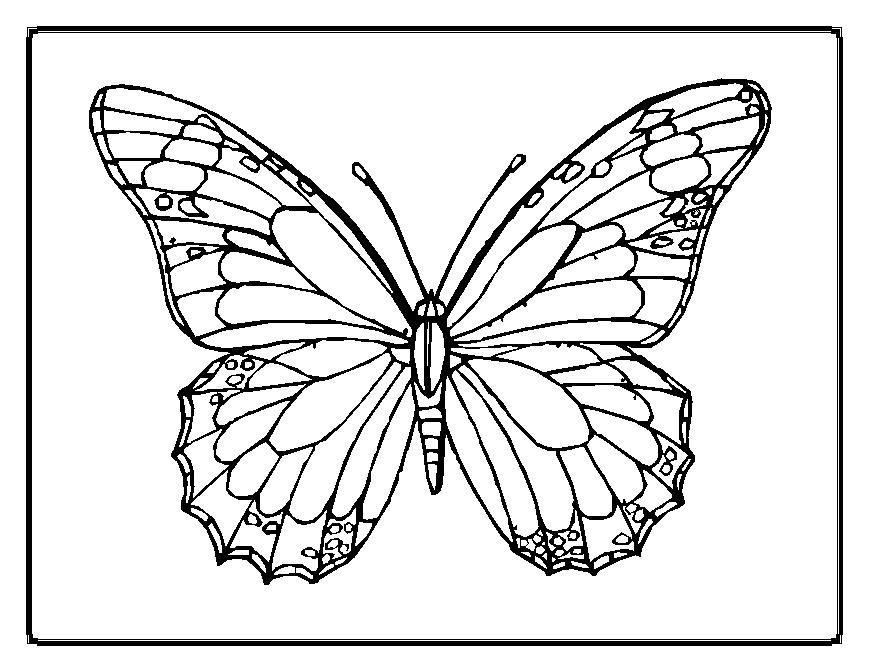 Butterfly Printable Coloring Pages
 Printable coloring pages of animals " Butterfly
