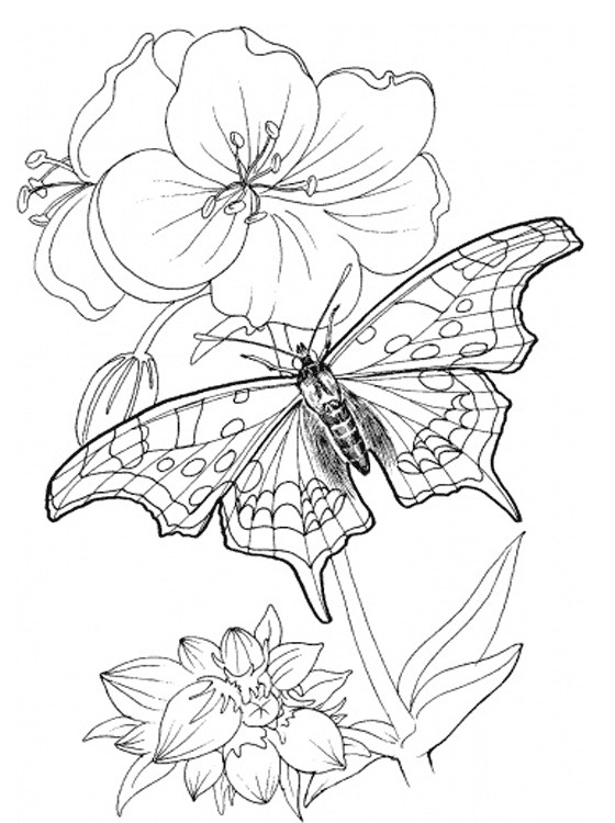 Coloring Books Printables
 Kids Page Butterfly Coloring Pages